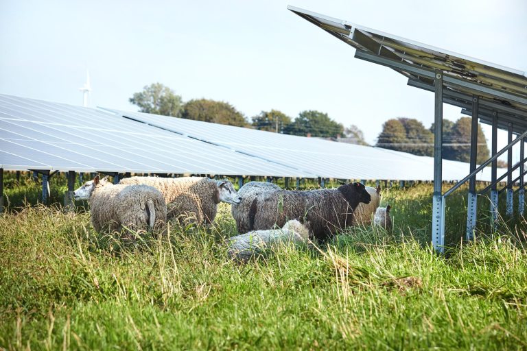 Visar bild på Soltechs solpark Ramsjöholm med solpaneler och får som betar. Förnyelsebar energi i lokalsamhället.